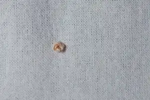 Nudo francés – French knot